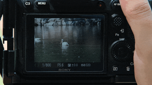 巅峰对决！EOS R5、A9 II谁是生态摄影利器 